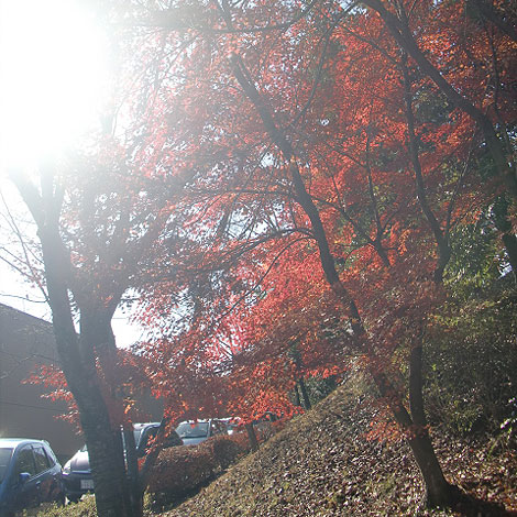 大東文化大学　東松山校舎　紅葉　紅葉