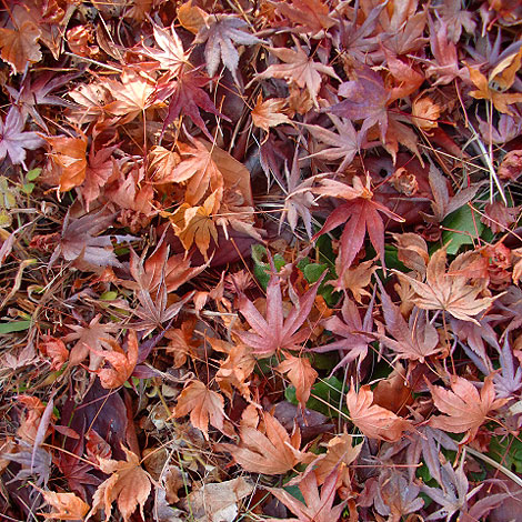 大東文化大学　東松山校舎　紅葉　紅葉