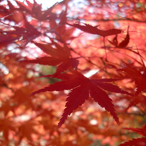 大東文化大学　東松山校舎　紅葉　紅葉