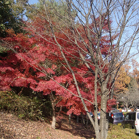 大東文化大学　東松山校舎　紅葉　紅葉