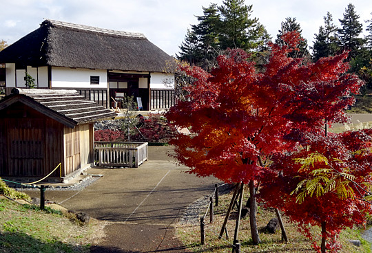 昭和記念公園の紅葉