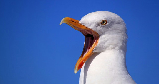 seagull-249638_640