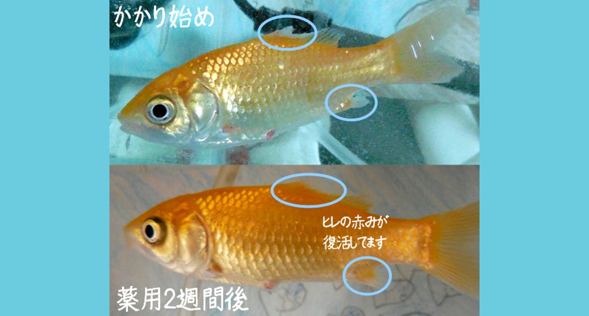 金魚の尾腐れ病