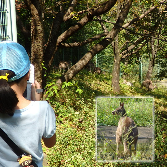 カンガルー