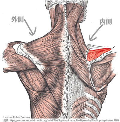 肩甲骨周りにはいろいろな筋肉があって複雑