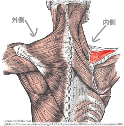肩甲骨の内側の痛みでcrを撮った画像21枚とストレッチの6ヶ月の結果