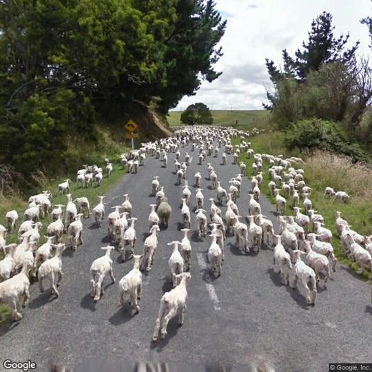 ストリートビューで羊の大群