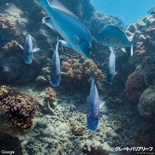 グレートバリアリーフ