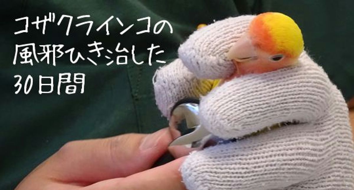 コザクラインコのかぜ