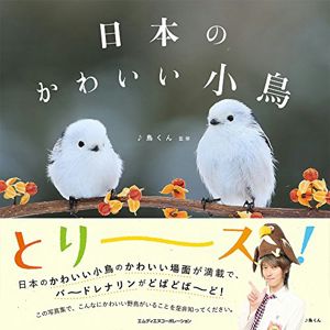 日本のかわいい小鳥 | 鳥くん