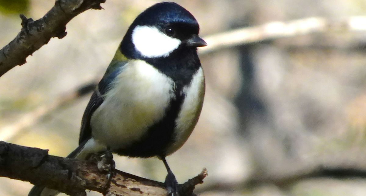 見沼自然公園に野鳥を見に行ったらシジュウカラやコゲラやエナガが見放題だった