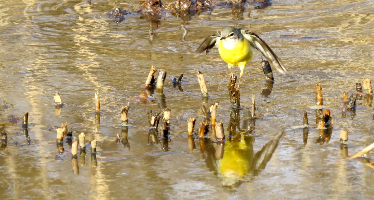 北本自然観察公園の野鳥