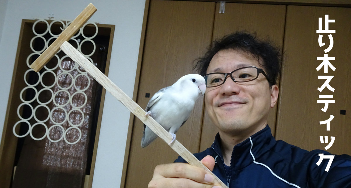 子桜インコがケージに戻らない時は止まり木スティックを使ってます 子桜インコがケージに戻らない時は止まり木スティックを使ってます