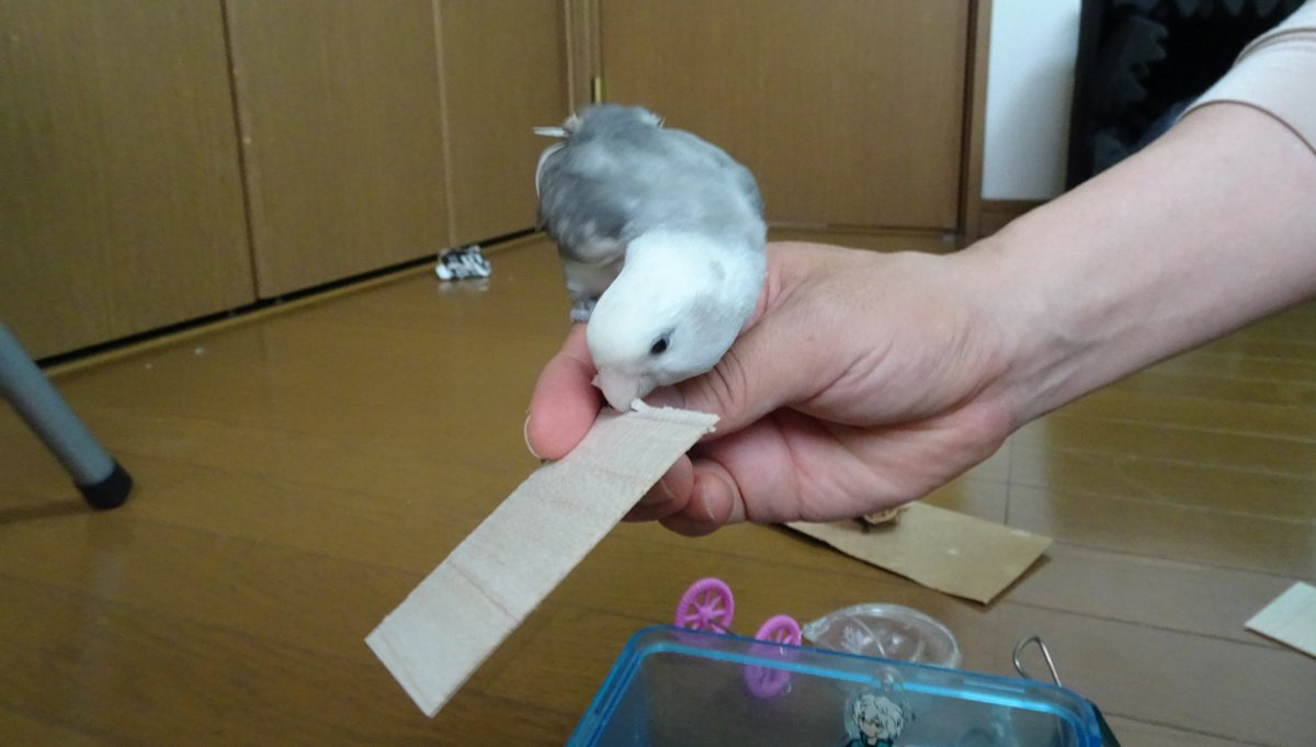 発情期のコザクラインコのおもちゃ