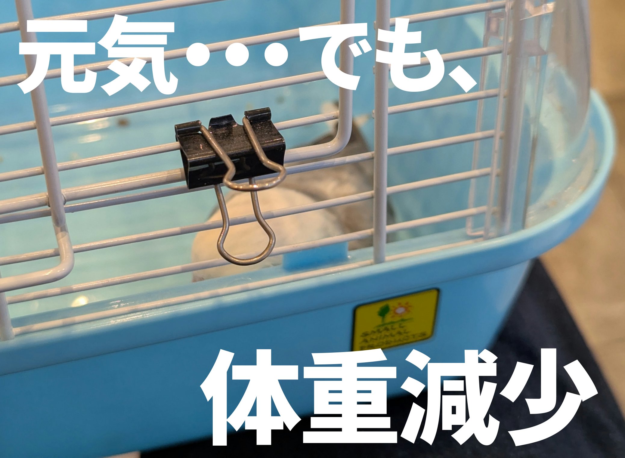 コザクラインコの体重減少