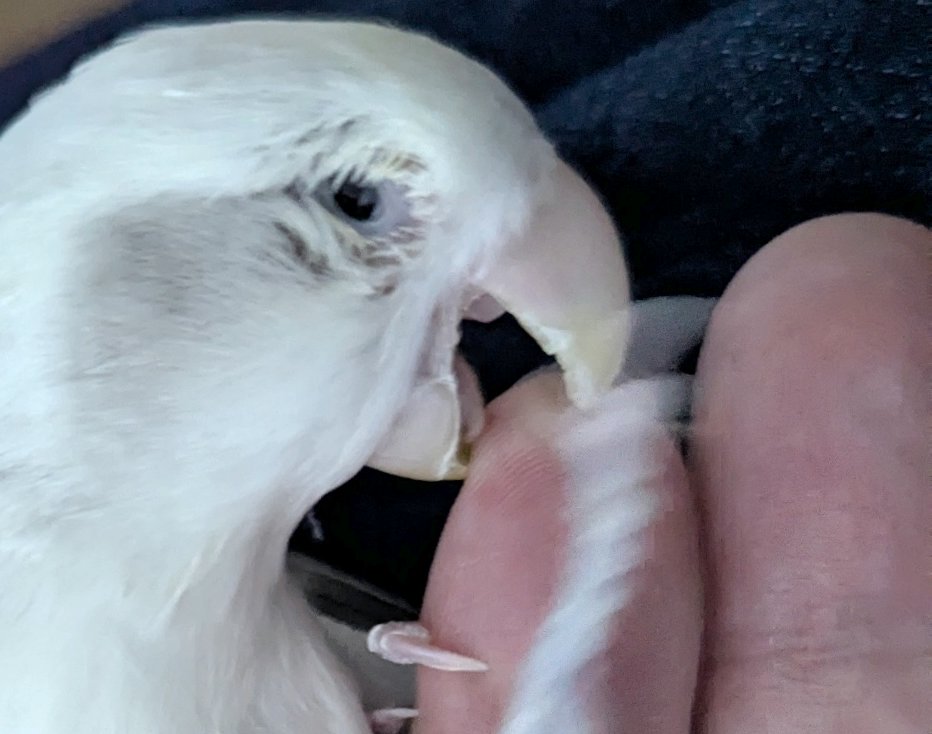コザクラインコの口が曲がってる