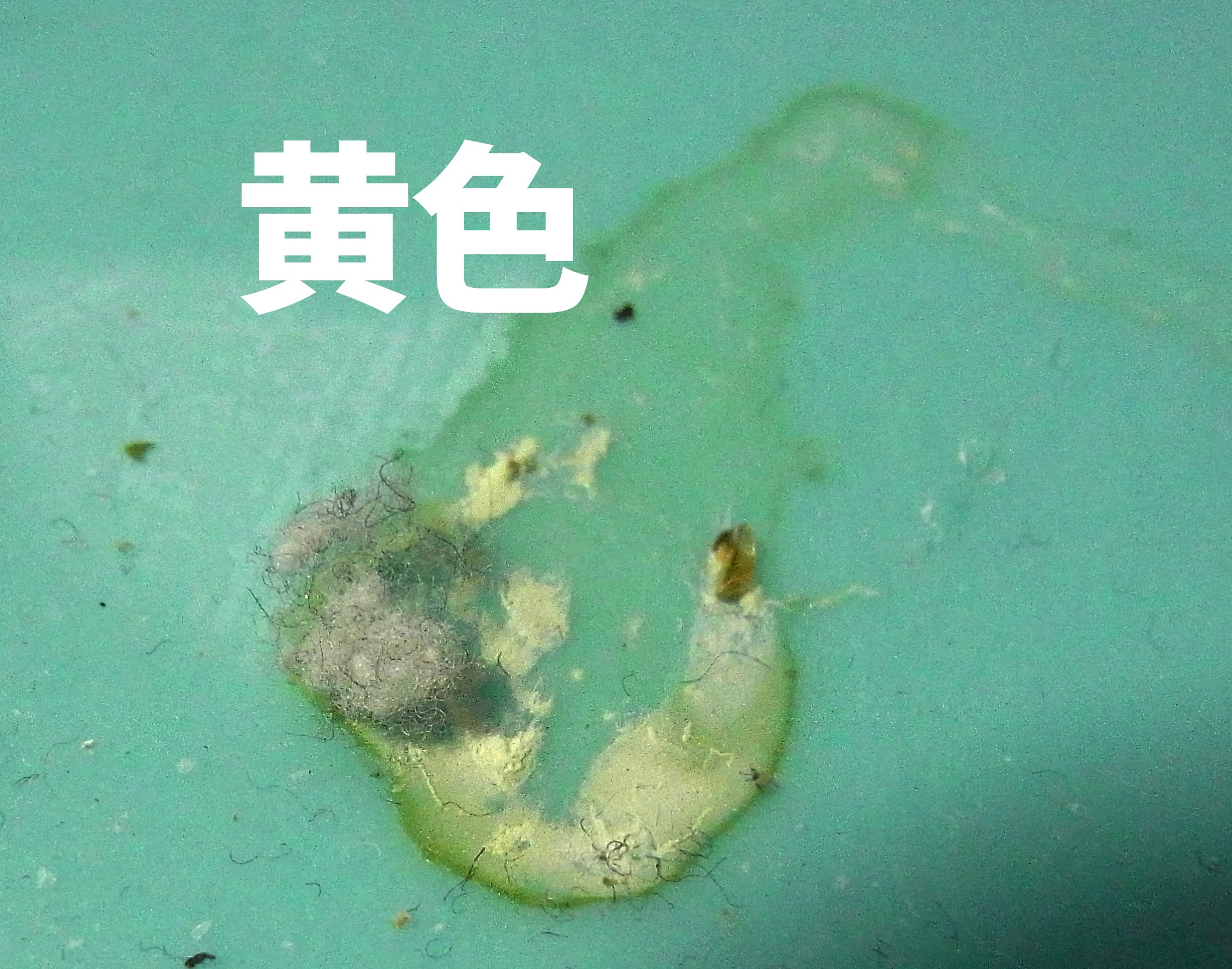コザクラインコの黄色い糞